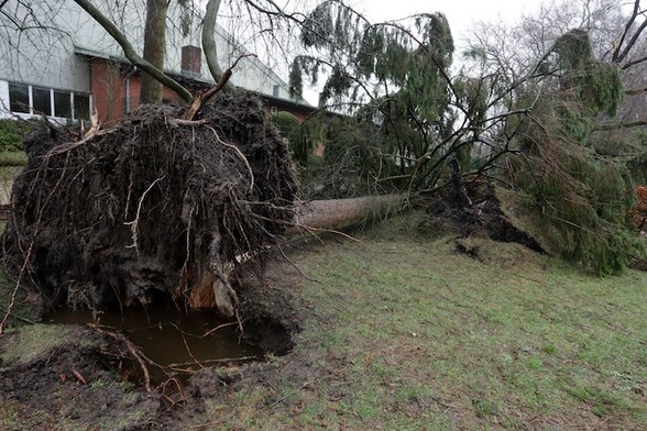 Debris Hauling & Yard Waste — White Oak Junk Removal, Raleigh, NC